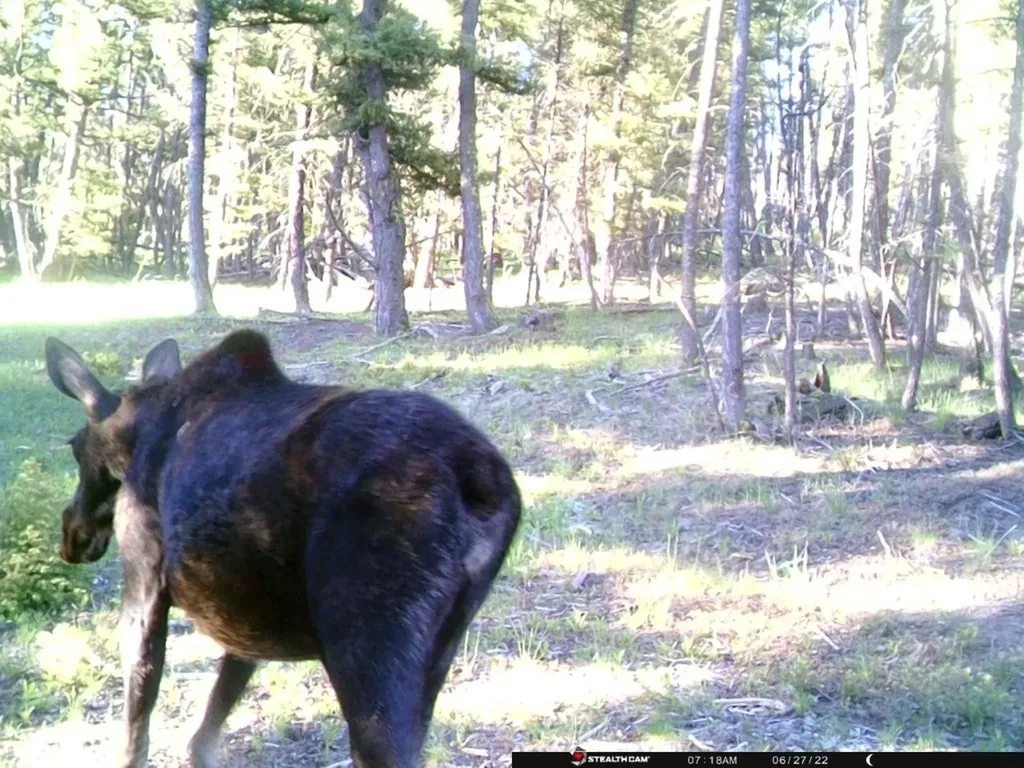 Tbd Camp Creek Road Melrose MT 59743