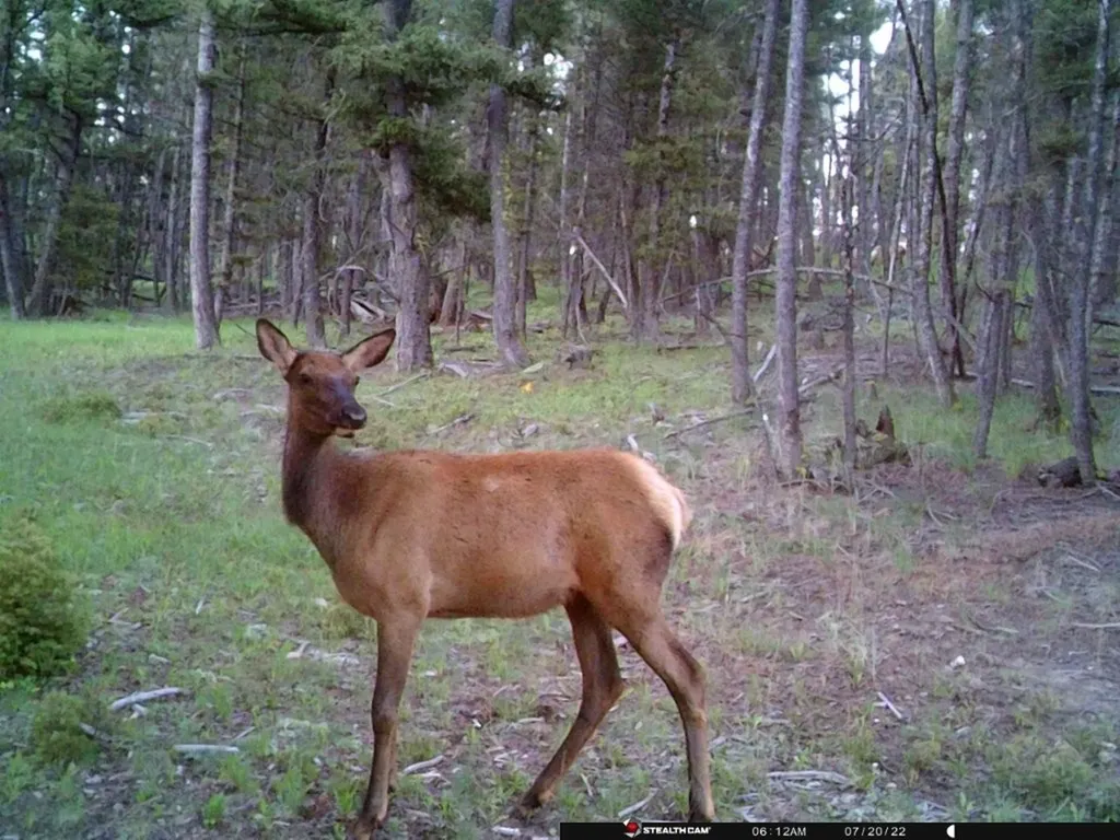 Tbd Camp Creek Road Melrose MT 59743