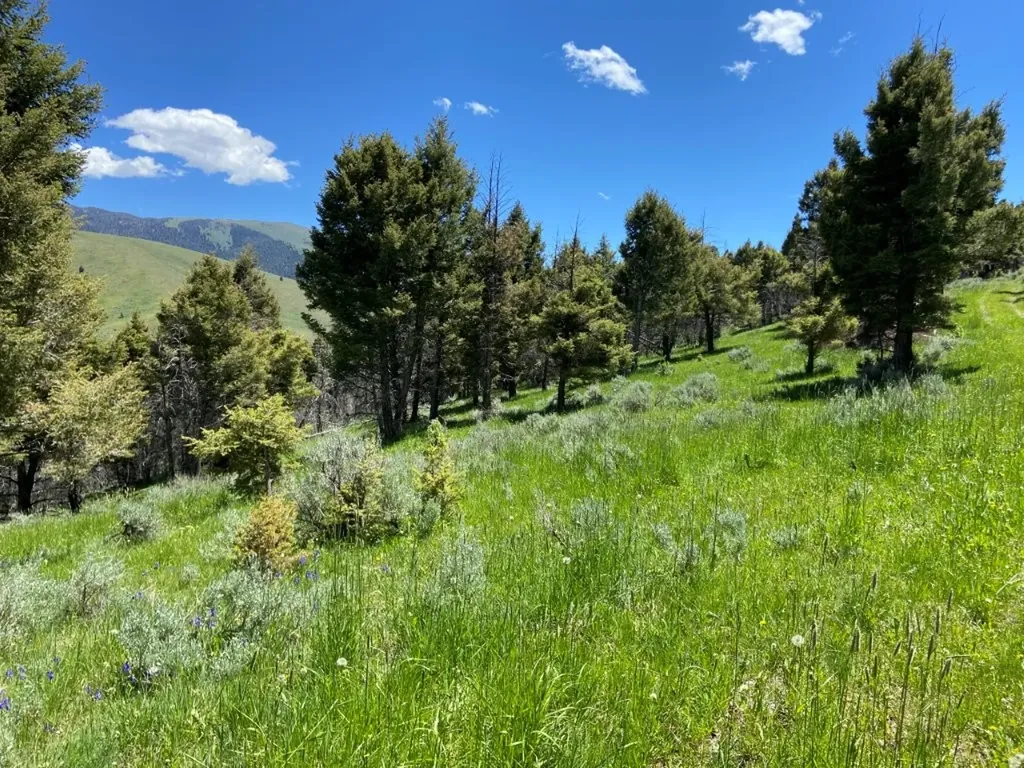 Tbd Camp Creek Road Melrose MT 59743