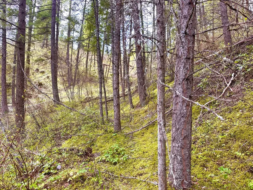 4 Buck Court Trout Creek MT 59874
