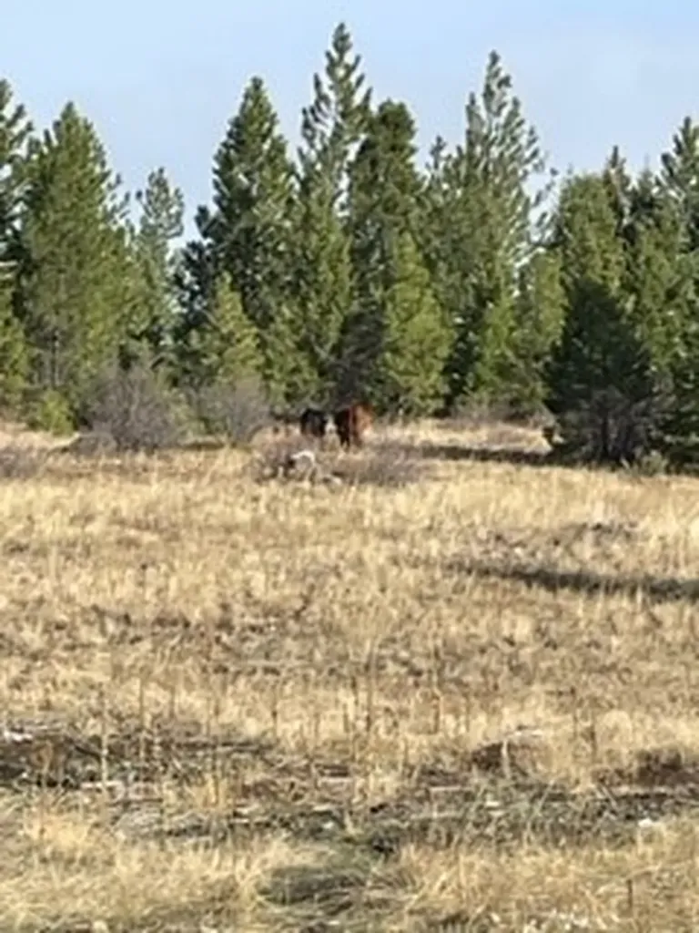 Nhn Dirty Ike Creek Road Clinton MT 59825