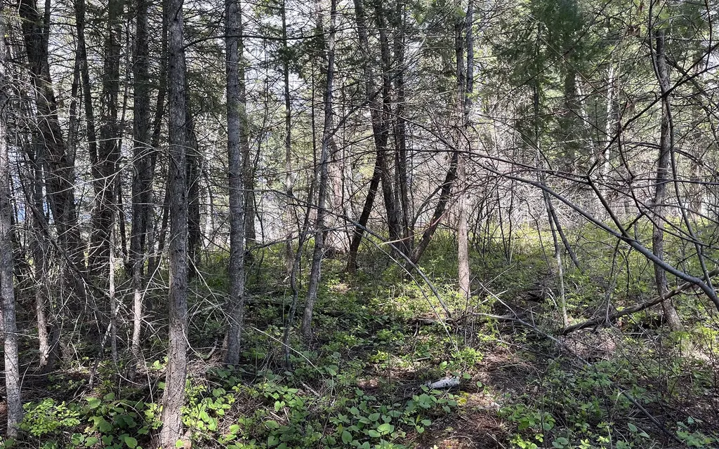 716 Echo Lake Road Bigfork MT 59911