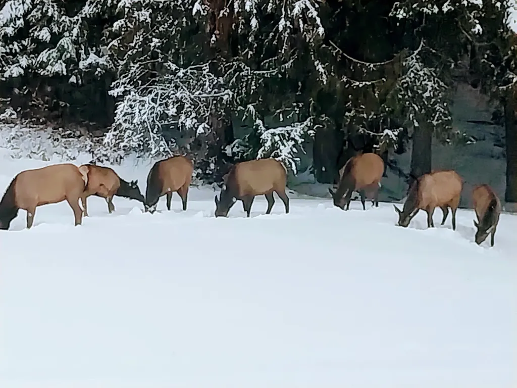 17274 / 17276 Bull Lake Road Troy MT 59935