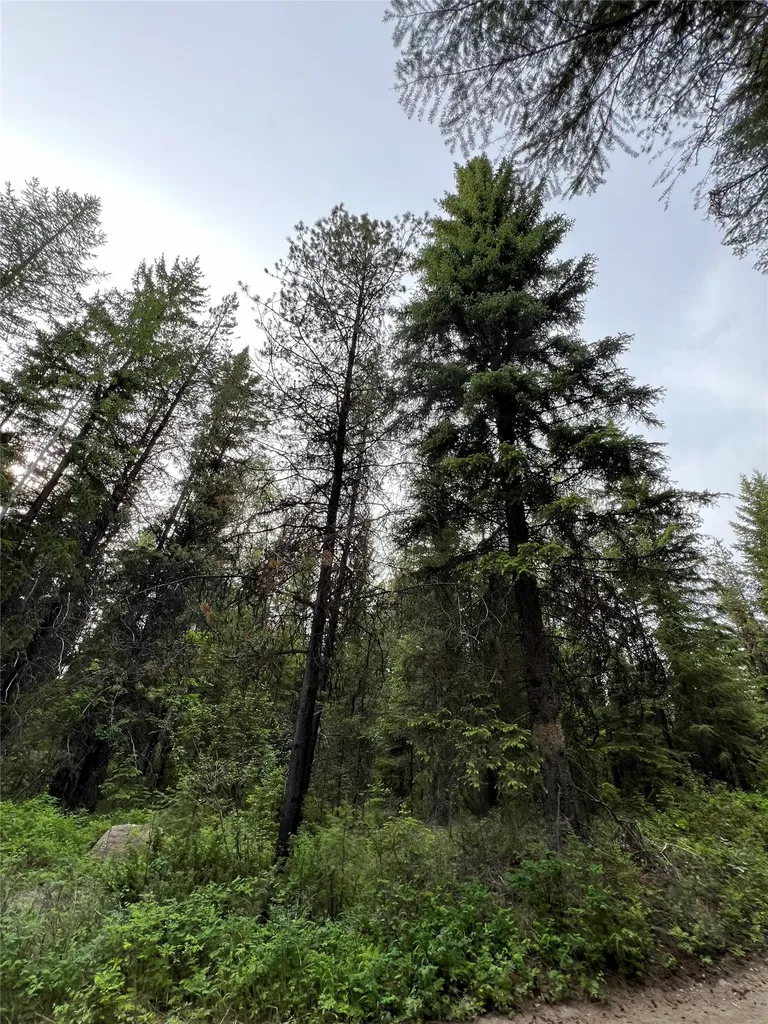 Nhn Soaring Eagle Trail Fortine MT 59918