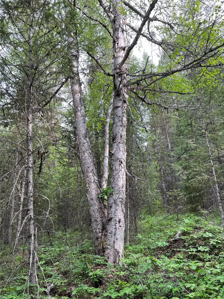 Nhn Soaring Eagle Trail Fortine MT 59918