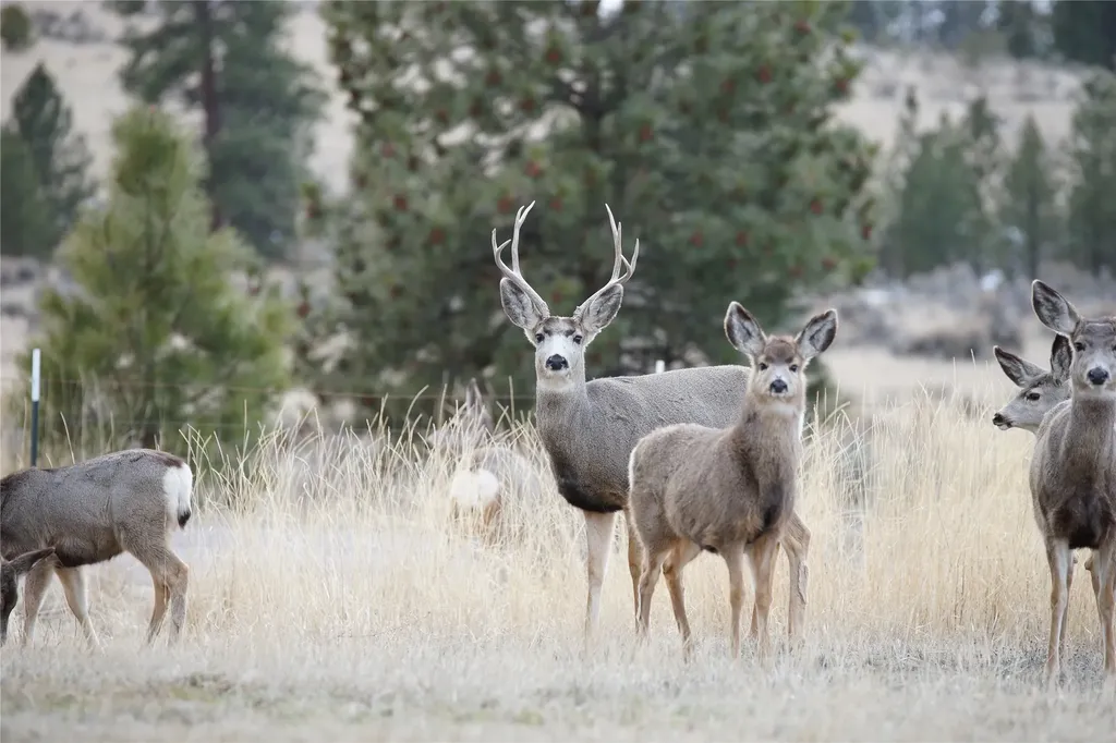 770 Hidden Valley Road S Florence MT 59833