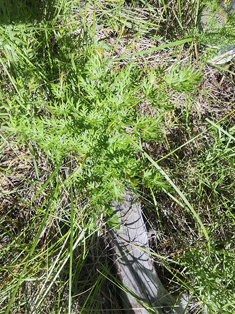 37 Outer Loop Road Cascade MT 59421