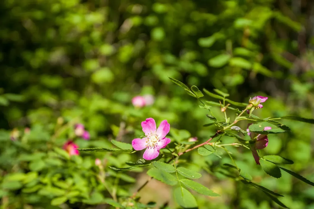 121 Pinto Trail Bigfork MT 59911