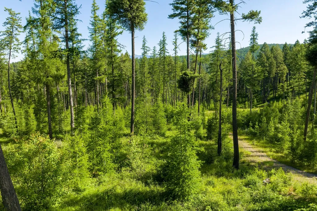 198 Trading Post Trail Bigfork MT 59911
