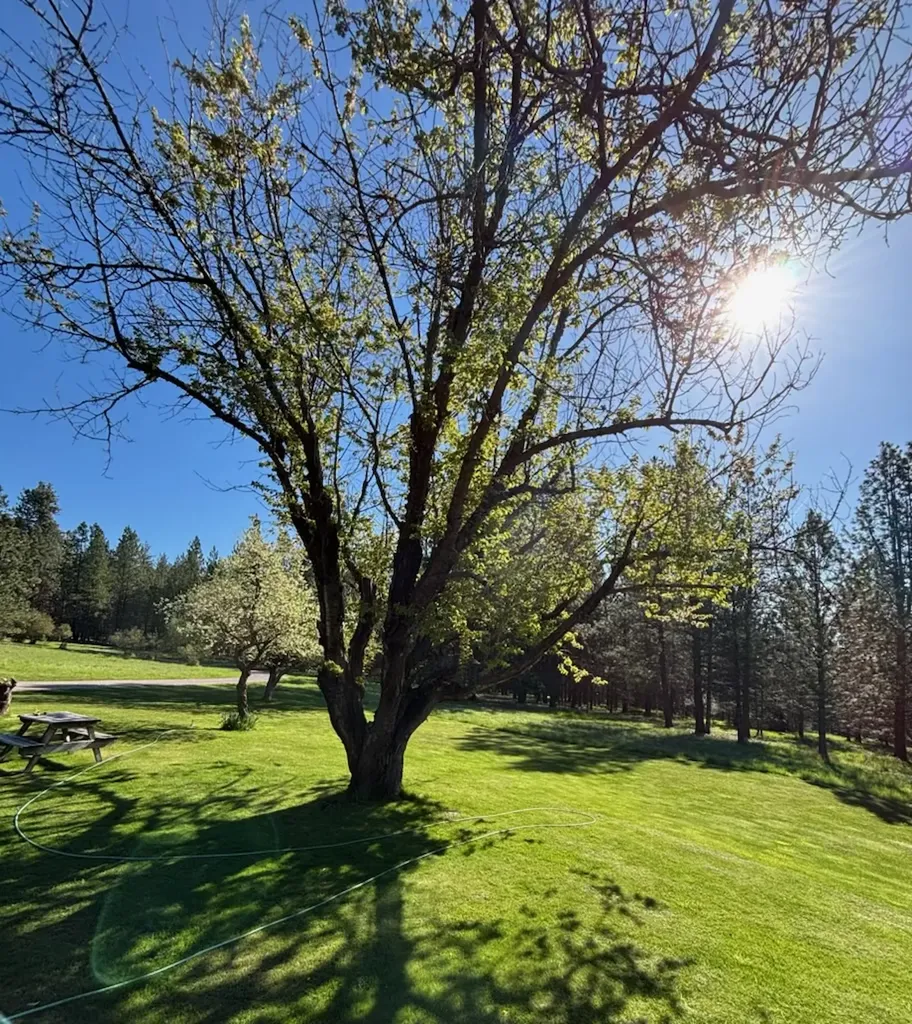 18925 Appaloosa Lane Frenchtown MT 59834