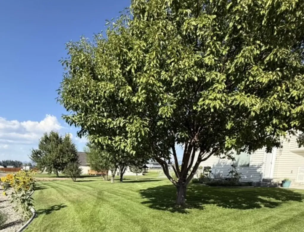 3341 Lilac Drive Helena MT 59602