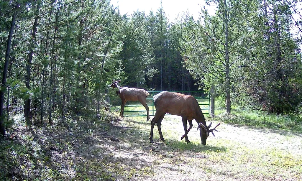 9411/9415 Lost Prairie Road Marion MT 59925