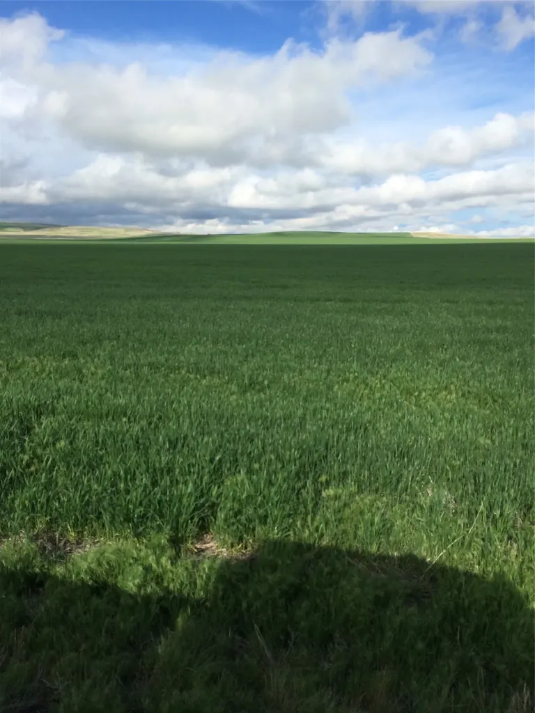 Ukn Flat Creek Road Geraldine MT 59446