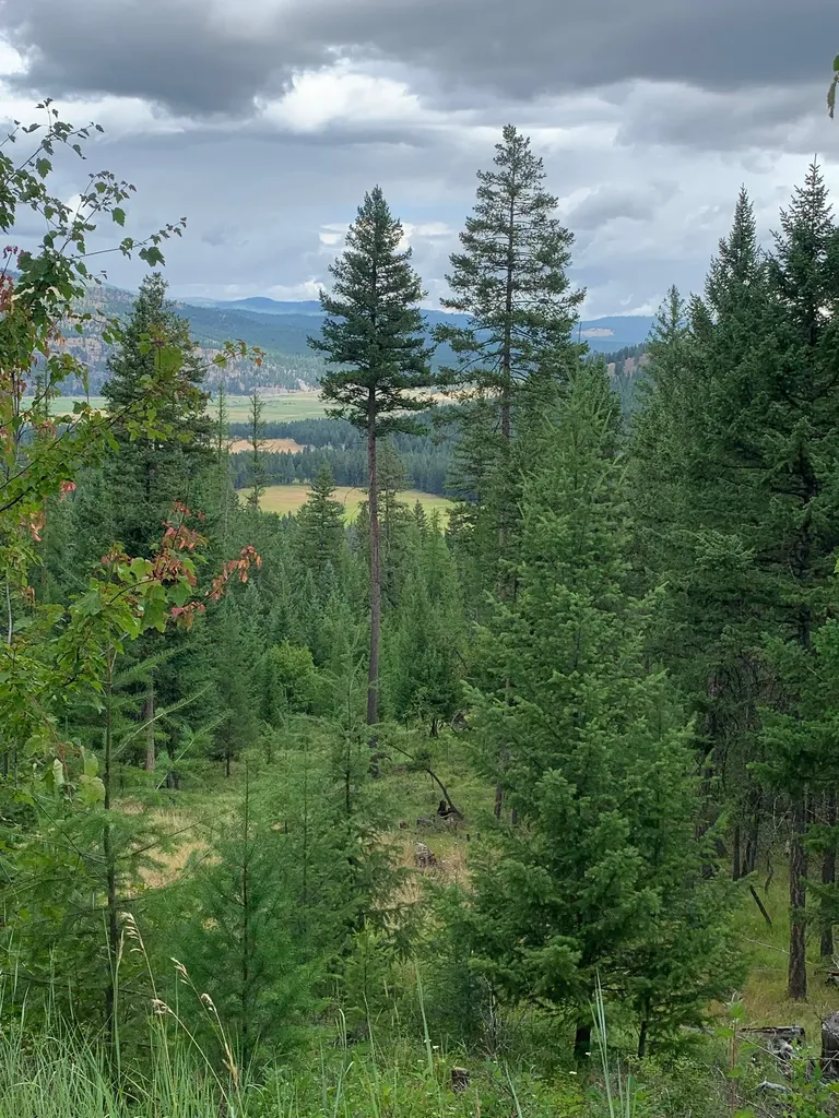 Tract 11 Whitetail Ridge Kila MT 59920
