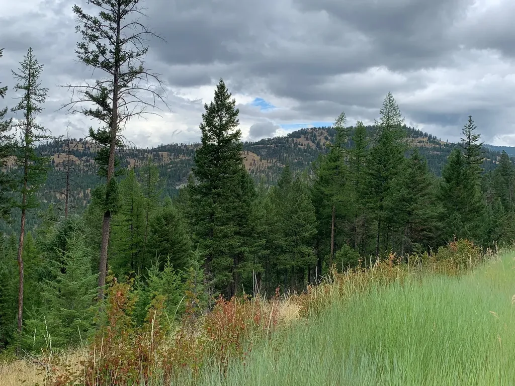 Tract 11 Whitetail Ridge Kila MT 59920