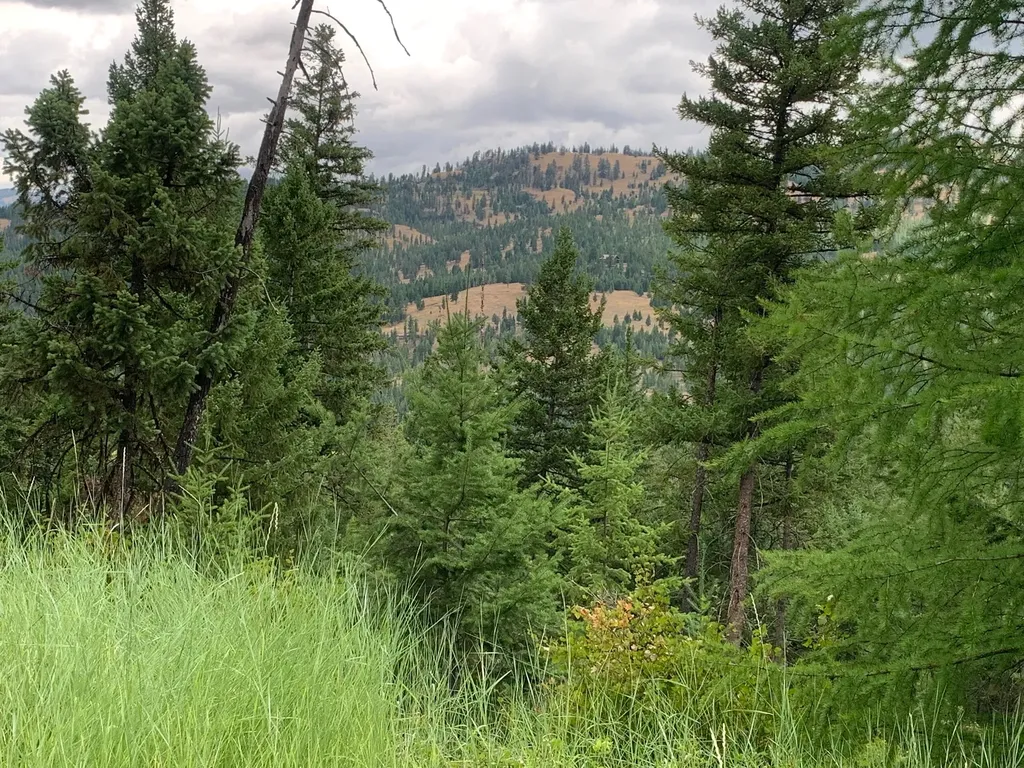 Tract 11 Whitetail Ridge Kila MT 59920
