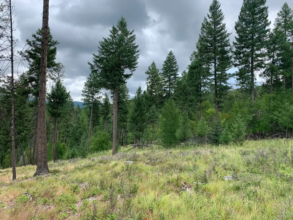 Tract 11 Whitetail Ridge Kila MT 59920
