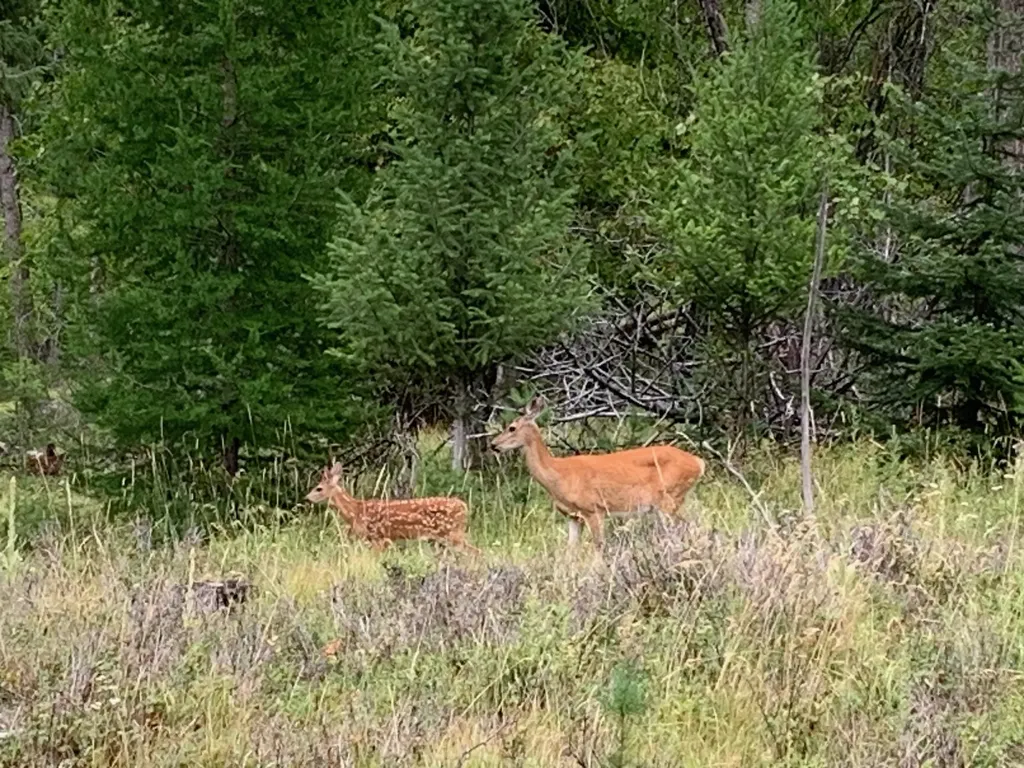 Tract 11 Whitetail Ridge Kila MT 59920