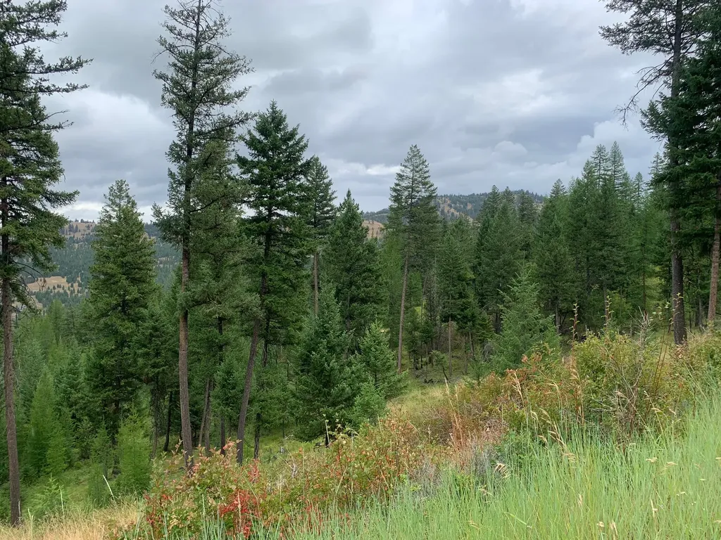 Tract 11 Whitetail Ridge Kila MT 59920