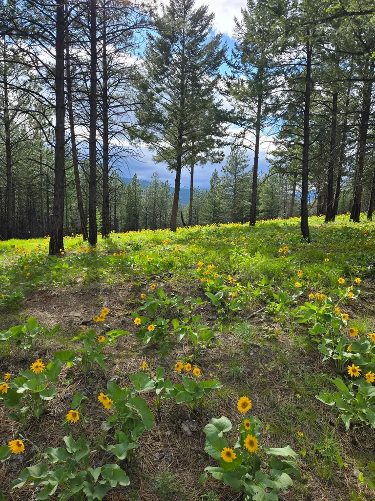 Nka Tooley Creek Road Rexford MT 59930