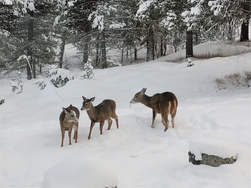 159 Glacier Vista Trail Whitefish MT 59937