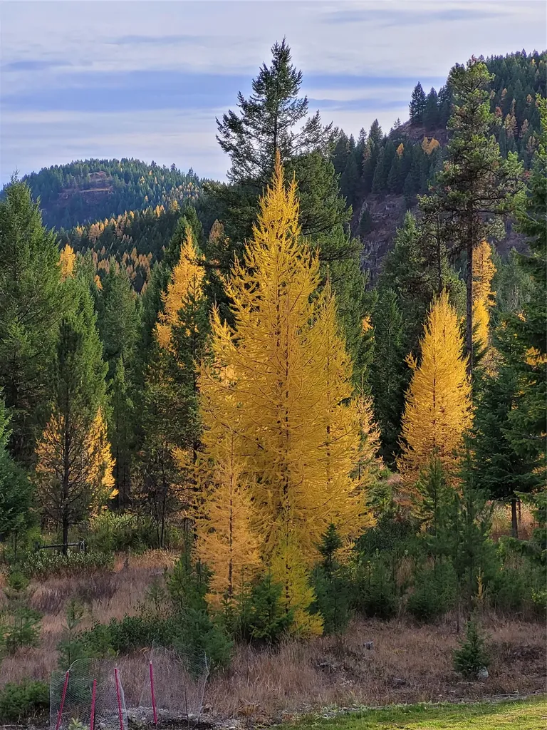 159 Glacier Vista Trail Whitefish MT 59937