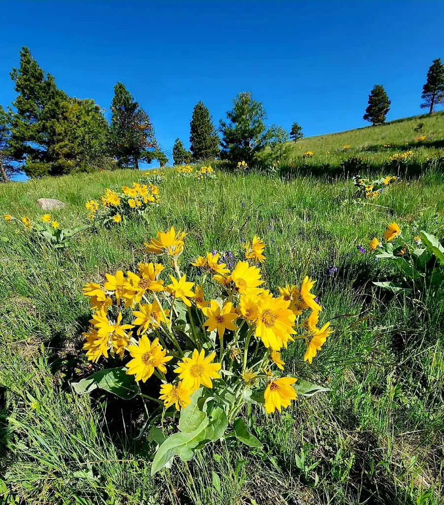 7221 Raven Road Helena MT 59602