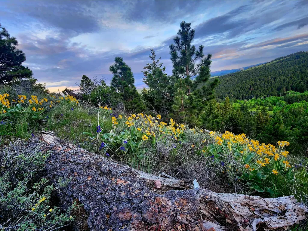 7221 Raven Road Helena MT 59602