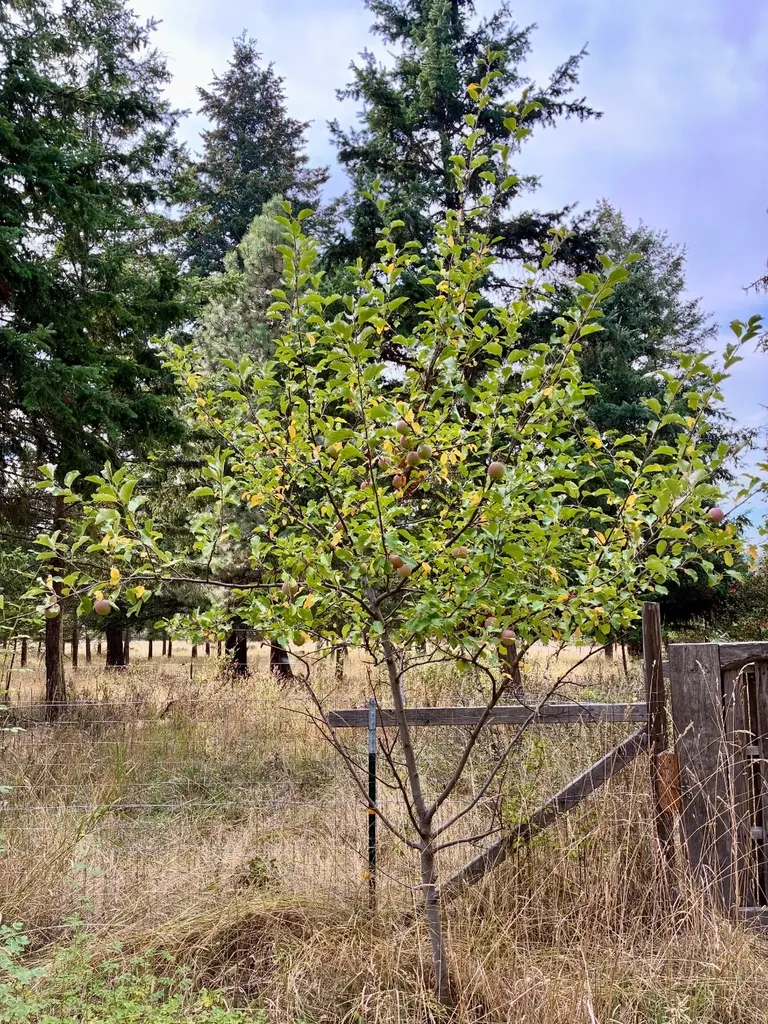 39097 Minesinger Lane Polson MT 59860