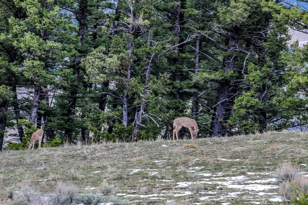 Nhn Woodchuck Road Bozeman MT 59715