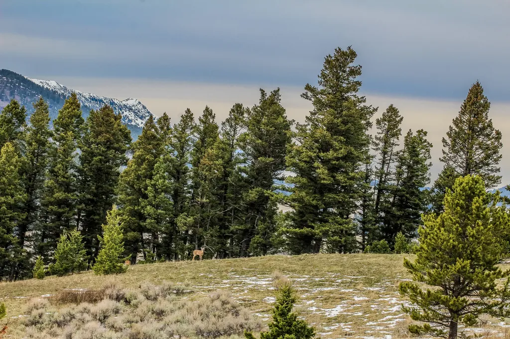 Nhn Woodchuck Road Bozeman MT 59715