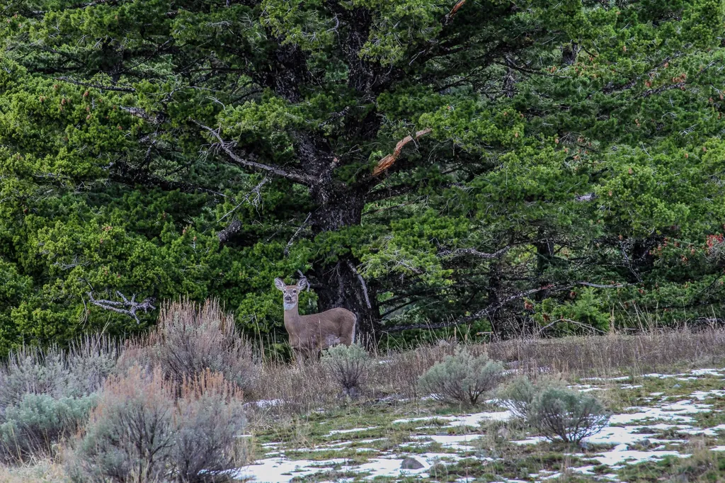 Nhn Woodchuck Road Bozeman MT 59715