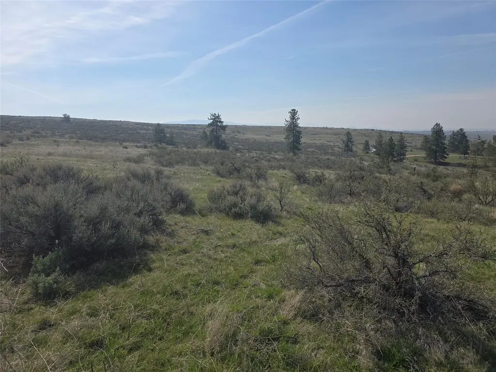 Nhn Paso Fino Trail Florence MT 59833