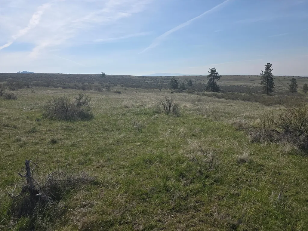 Nhn Paso Fino Trail Florence MT 59833