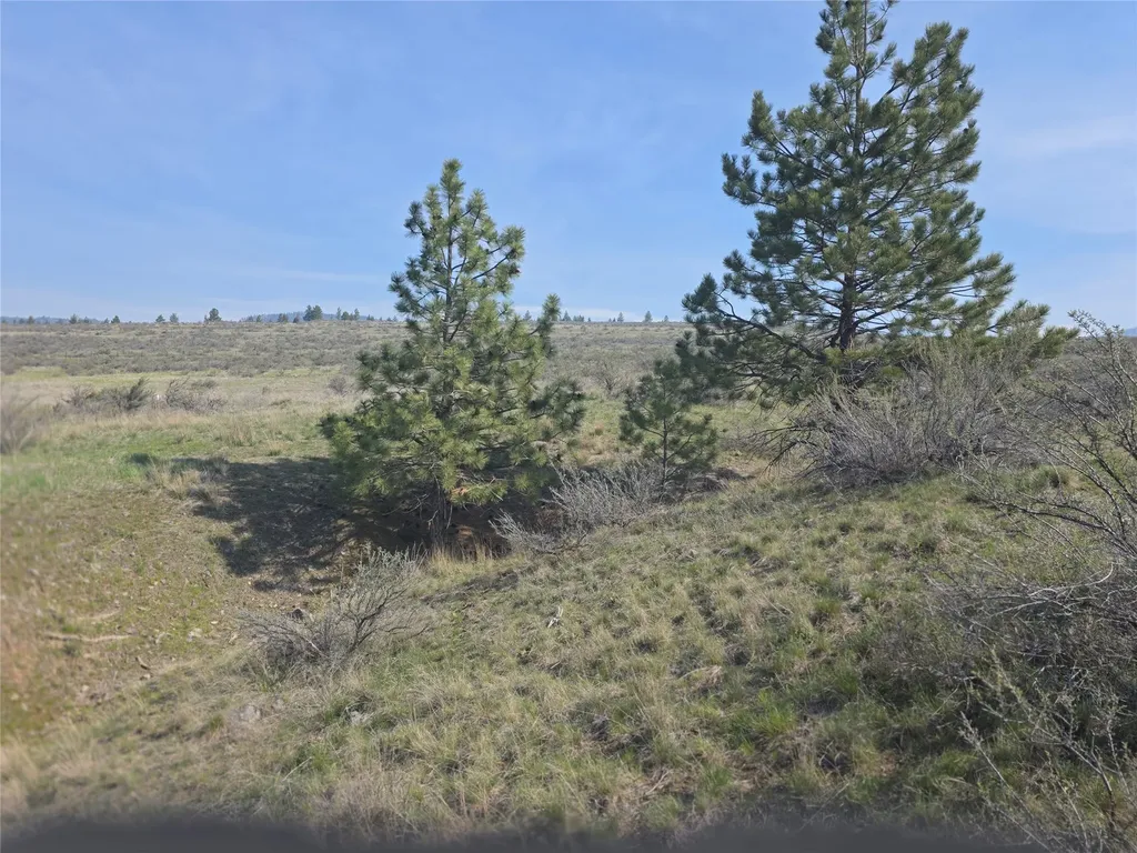 Nhn Paso Fino Trail Florence MT 59833