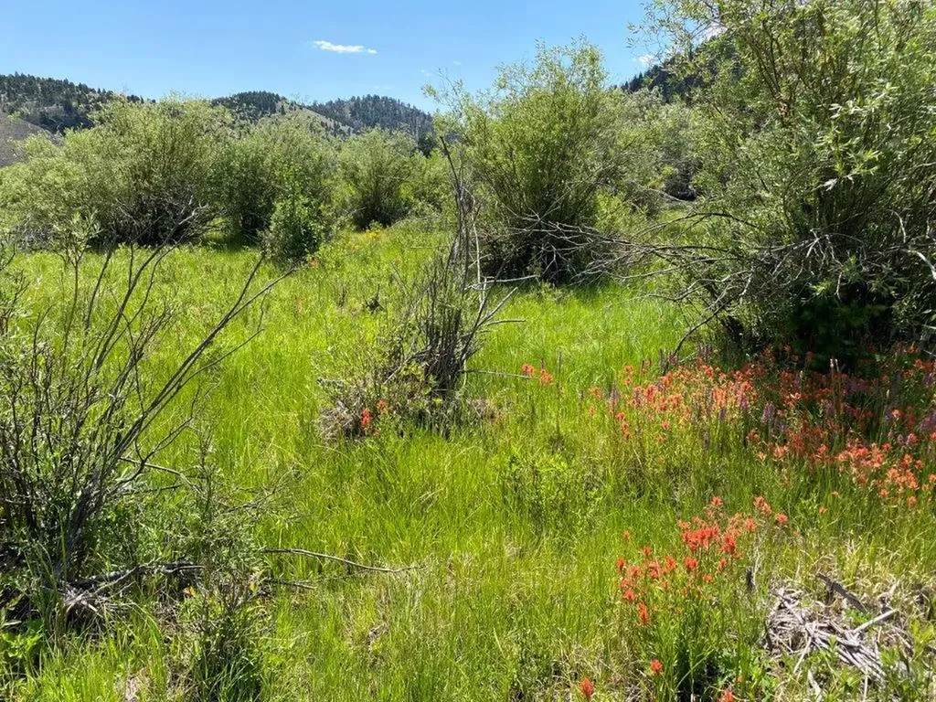 Tbd Camp Creek Road Butte MT 59701