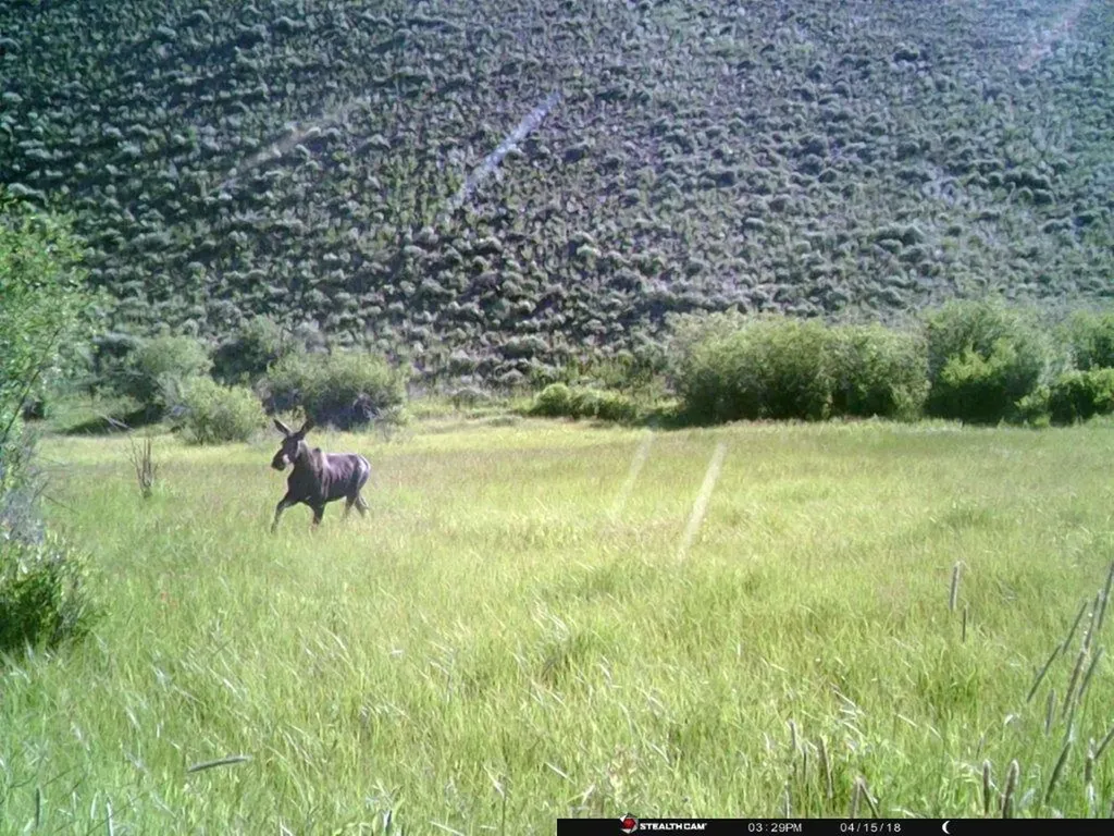 Tbd Camp Creek Road Butte MT 59701