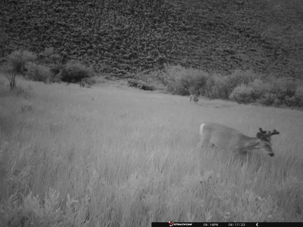 Tbd Camp Creek Road Butte MT 59701