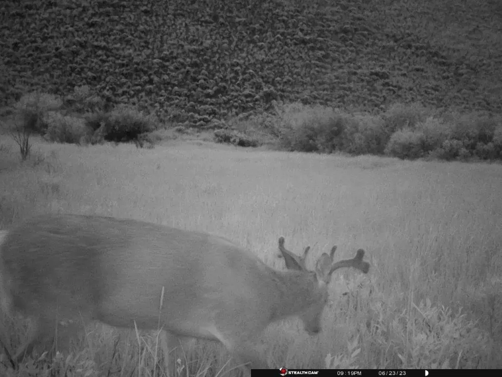 Tbd Camp Creek Road Butte MT 59701