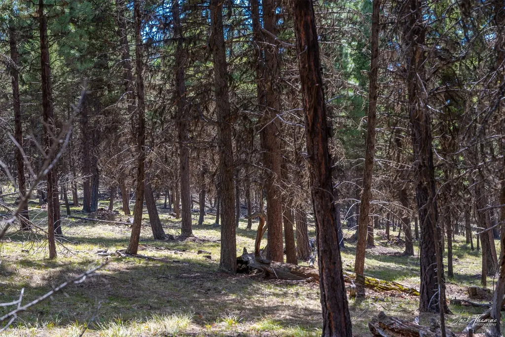 1050 Grandview Drive Seeley Lake MT 59868