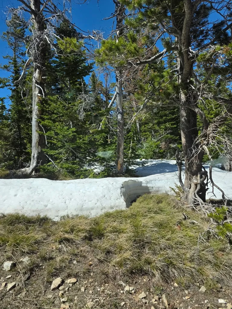 Nhn Heitman White Sulphur Springs MT 59645