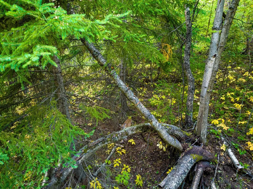 Nhn Black Lake Road Rexford MT 59930
