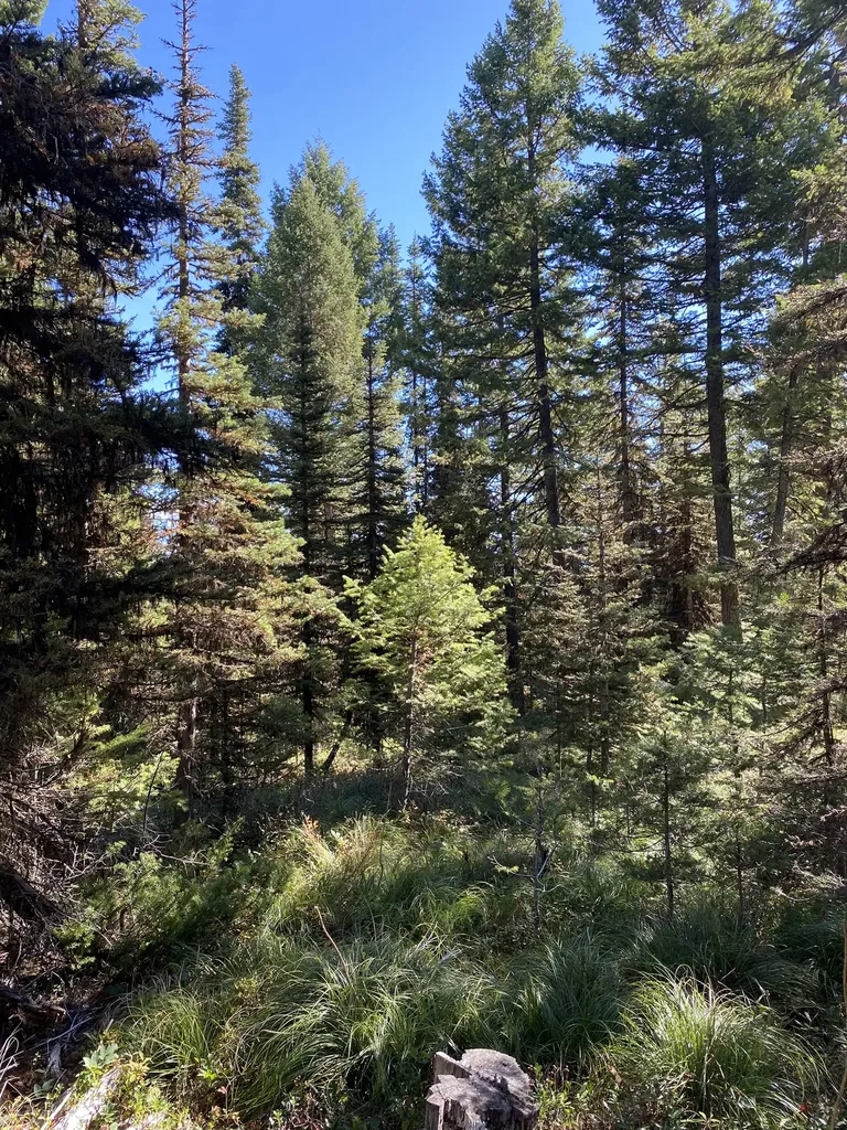 Nhn Mill Creek Road Frenchtown MT 59834