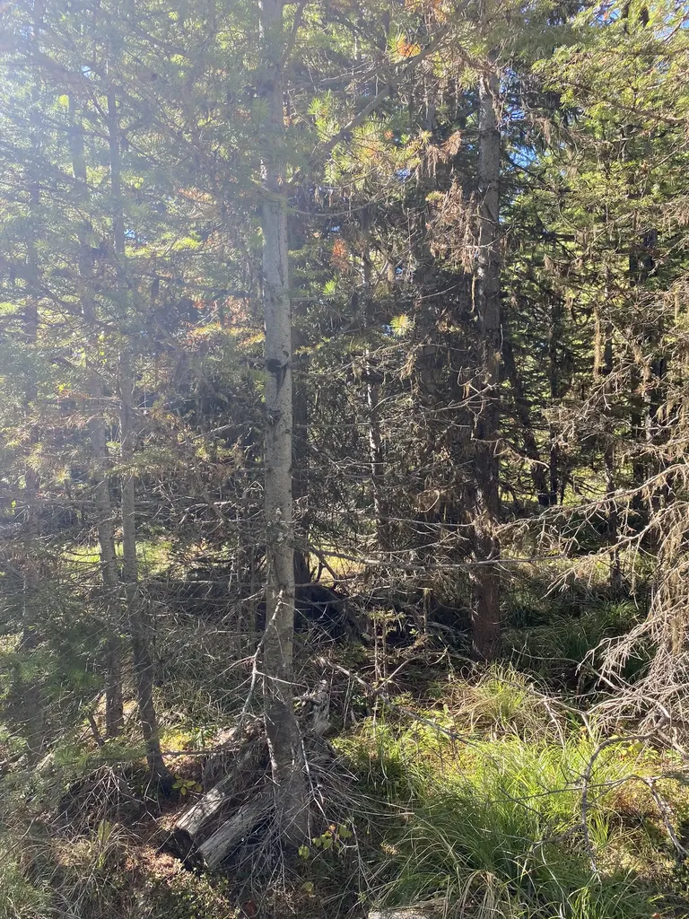 Nhn Mill Creek Road Frenchtown MT 59834