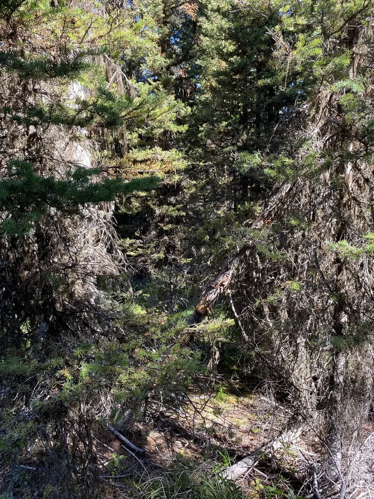 Nhn Mill Creek Road Frenchtown MT 59834