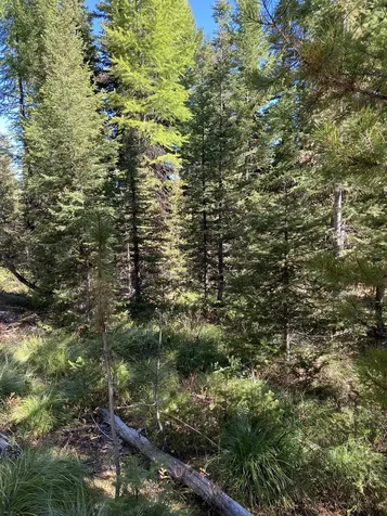 NHN Mill Creek Road Frenchtown MT 59834