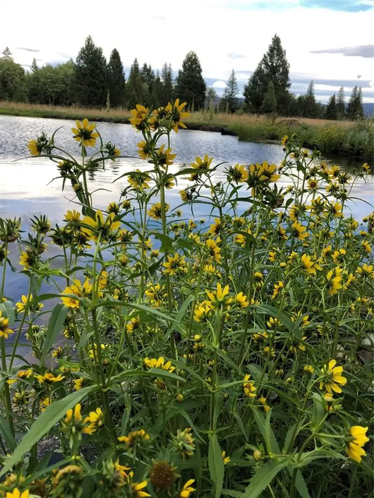 2532 Valley View Road Lincoln MT 59639