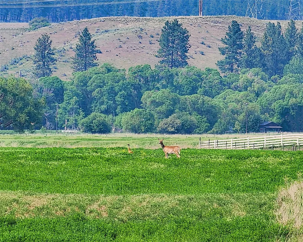 Nhn Lower Lynch Creek Road Plains MT 59859