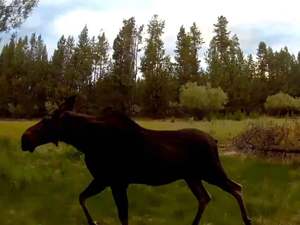 957 Badger Hollow Trail Marion MT 59925