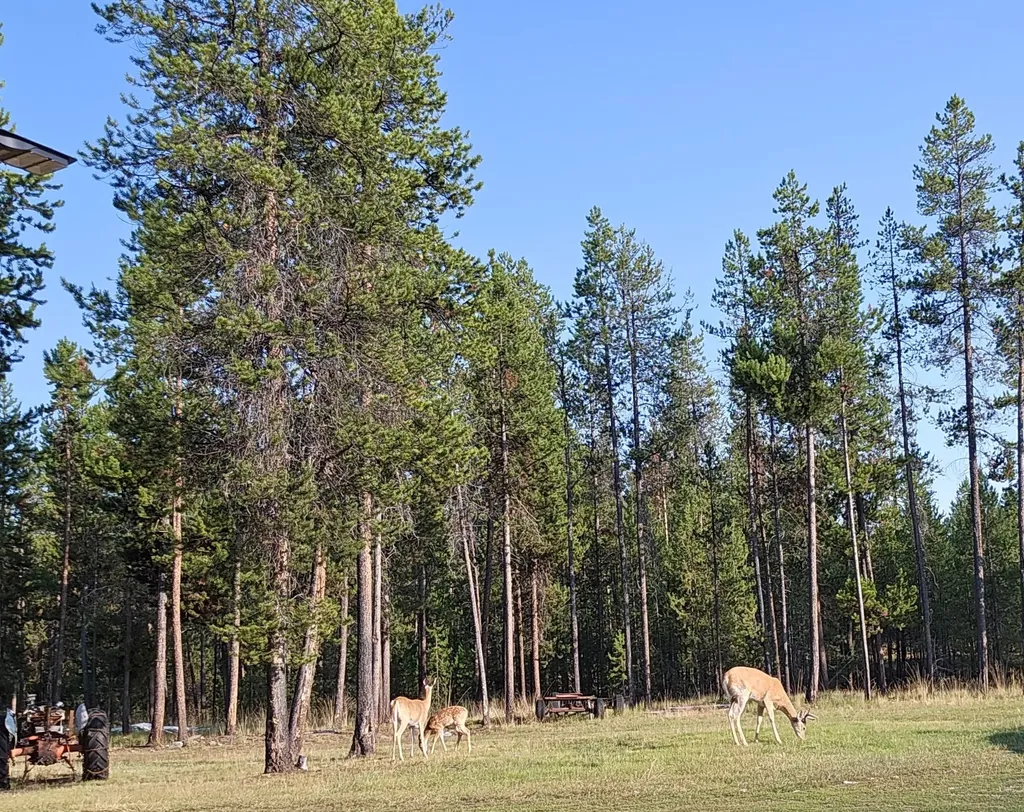 957 Badger Hollow Trail Marion MT 59925